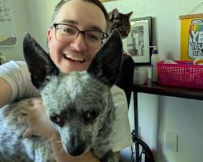 LGBTQ+ friendly * Non-smoker * Has a cat * Has a dog * Interested in teaming-up. Budget: $800 per month. Ready to move: December 18. Looking for myself. I m relatively clean, quiet, looking for a space for both quiet respite and to build community and friendship. Transmasc, genderqueer, queer, poly and into mutual aid. Have a small cute but reactive dog, would need to be dog lovers. Have a smal...