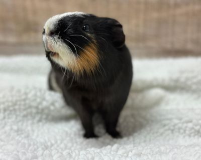 Jiffy - Guinea Pig Male for Adoption