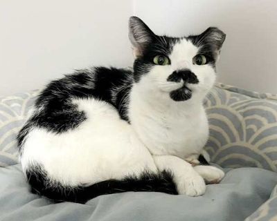 Meet Selene A Gentle Soul Ready for Her Forever Home Selene s story began outdoors, where she survived on instinct, courage, and the fierce love of a mother. She raised her three kittens against the odds, protecting them from the elements and giving them the best start she could. Today, Selene has left her tough beginnings behind and blossomed into a sweet, affectionate girl. She adores attenti...