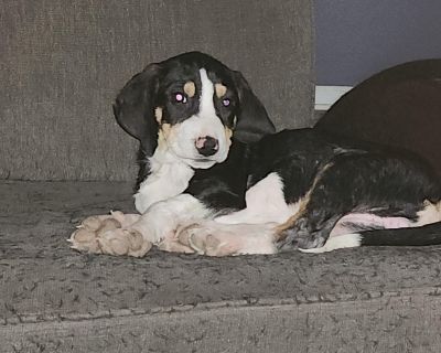 Jasper - Coonhound Male Puppy for Adoption