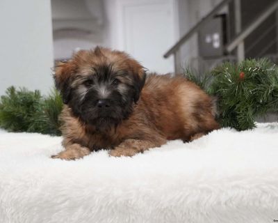 Craigslist soft coated wheaten hot sale terrier