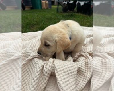 11 Weeks Old * Size at Maturity: Medium * Champion Bloodlines: Yes * Availability Date: 10/20/2025 * Shipping Area: Pick Up Only * Payment Method: Cash *. The puppy s parents, Boris and Stella, are AKC yellow Labrador retrievers. The pup has been vaccinated, dewormed, has a health check, and will come with all relevant paperwork. We are located in Dayton, VA and can deliver locally. Available f...