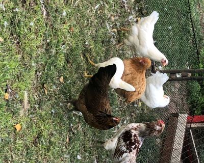 Egg Layers