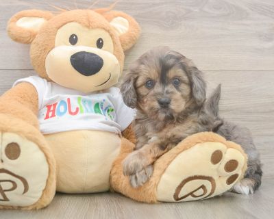 ANDREA - Mini Goldendoodle Female Puppy for Sale