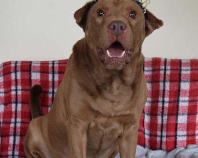Malcolm - French Mastiff/Shar Pei Mix Male Dog for Adoption