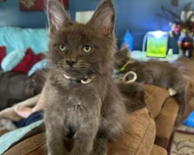 Georgie Male Polydactyl - Maine Coon Male Kitten For Sale