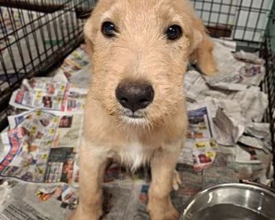 Poplar - Golden Retriever/Mixed Breed (Medium) Mix Male Puppy for Adoption