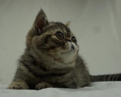 Household pet. Champion bloodlines. Registered. This spunky lovable kitten is up to date on her shots, spayed and microchipped. An option to call and have a free month of Trupanion insurance. She will have a copy of her pedigree and her litter will be registered with CFA you can register her to your name. She will come with info and a kitten kit with her food to help make her happy in her new h...