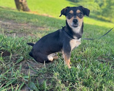 Bandit - Chihuahua & Miniature Pinscher Mix Male Dog for Adoption