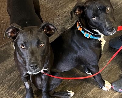 PHOEBE & TOWHEE - Black Labrador Retriever & Pit Bull Terrier Mix Female Puppy for Adoption