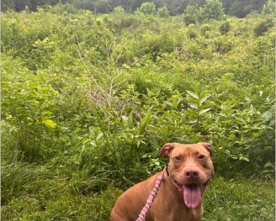 Mabel - Pit Bull / American Staffordshire Terrier Female Puppy