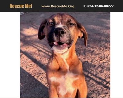 Doc - Male Puppy Belgian Malinois / German Shepherd for Adoption