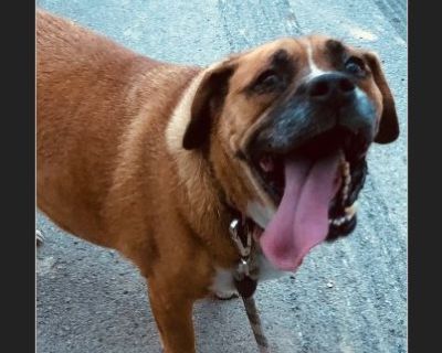 Chief - Male Adult Boxer / Basset Hound for Adoption