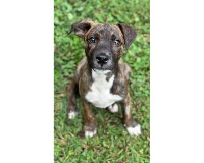 Wendell - Terrier (Unknown Type, Medium)/Mixed Breed (Medium) Mix Male Puppy for Adoption