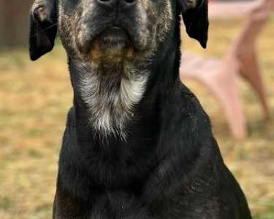 Dottie - Mixed Breed (Medium) Female Dog for Adoption