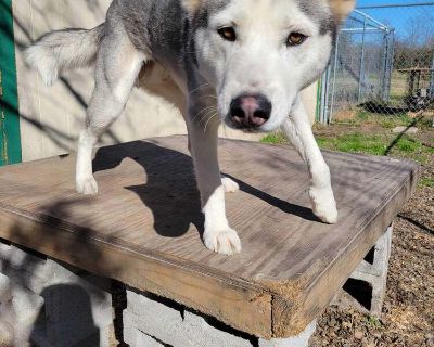 Gordon - Siberian Husky Male Dog for Adoption