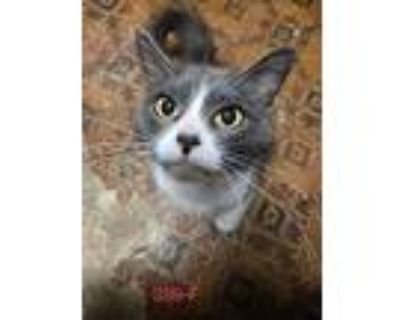 (cd) Phoebe (mom), Domestic Shorthair For Adoption In St. John, North Dakota