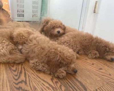 Foxmore toy cheap poodles