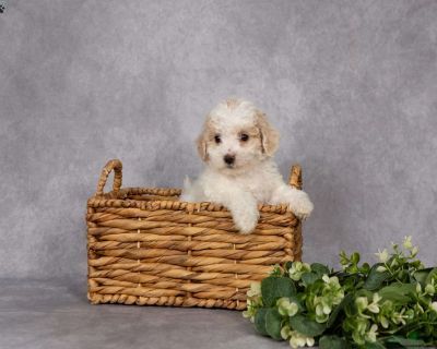 One Year Genetic Health Guarantee. Gender: Male Sire: Red Ace Dam: Daisy DOB: September 23rd, 2025 Age: 7 Weeks Available: November 18th, 2025 Microchipped Vet Checked Vaccinated Dewormed Family Raised Socialized Kid-Friendly Health Guarantee Extended Health Guarantee. Leroy & Liz Stoltzfus