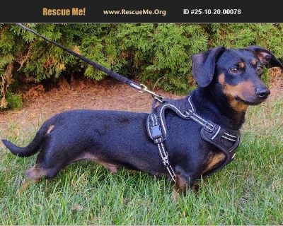 Meet Peeves! %8F Don't let his small size fool you-this 15-pound dachshund has a big personality! Peeves is a spicy little guy with plenty of character and opinions to share. Once he trusts you, he'll happily show off his silly side and snuggle up for naps, but he definitely likes to take relationships at his own pace. Peeves tends to prefer the company of women and would do best in a calm, adu...