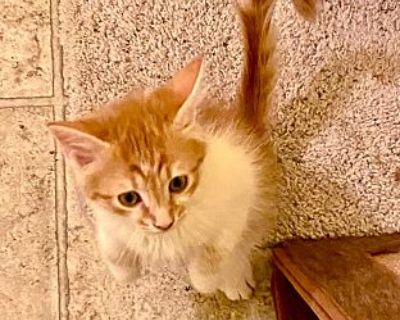 Moose - Domestic Longhair Male Kitten for Adoption