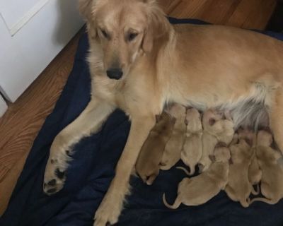 Golden Retrievers