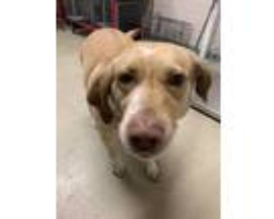 Adopt a Tan/Yellow/Fawn Golden Retriever / Mixed dog in Pasadena, CA (33642105)