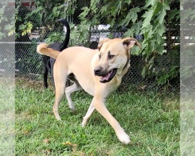 Ponyboy - Mastiff Mix Male Adult Dog for Adoption