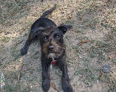 Fen - Schnauzer (Standard) Male Puppy for Adoption