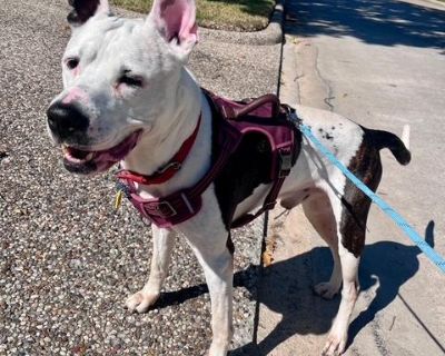 Furry Sidekick has a minimum age requirement of 21. Located in Houston TX (Transport will be arranged once adopted, and transport costs is included in the adoption fee.) Application is required. Copy and Paste https://forms.gle/LV9bjS4QUMLG1R8E8 MEET BONES A distinguished gentleman of about 5 to 7 years, I m Bones! I was found lost on the street, spent five weeks in a shelter till a rescue got ...