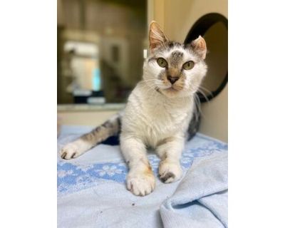 Snoopy~24\/25-0059a - Domestic Shorthair/Domestic Mediumhair Mix Male Cat for Adoption