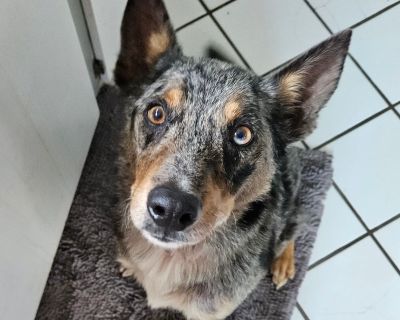 Jax - Australian Cattle Dog / Blue Heeler Mix Male Dog for Adoption