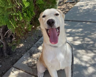 Zoey - Siberian Husky Female Dog for Adoption