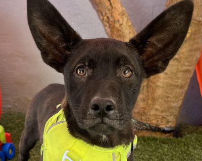 Jack - Labrador Retriever & Shepherd Mix Male Puppy for Adoption