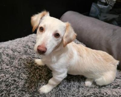 Biscuit is a super sweet 6 mo old pup. Have you ever wanted a mini golden retriever!?! Well you're in luck - we think he is some kind of dachshund, golden retriever, poodle mix. He's got the softest fur known to man and it's super luxurious to pet! He is a quiet and shy guy but loves really hard once he opens up. He weighs 11lbs and should stay this size. All of our pets are located in Houston ...