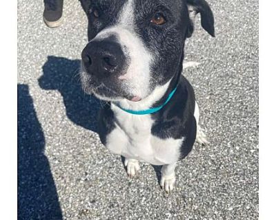 Chance - American Pit Bull Terrier/American Bulldog Mix Male Dog for Adoption