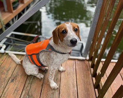 Ozzie - Australian Cattle Dog Male Puppy for Adoption