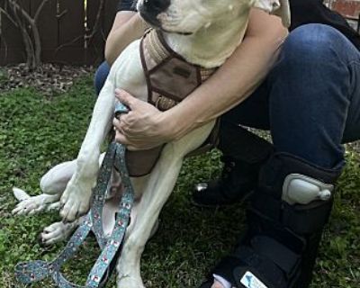 Freki - Labrador Retriever/Boxer Mix Male Puppy for Adoption