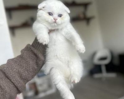 Household pet. Breeding allowed. Not registered. Dewormed, litter box trained. Come meet this plush teddy bear! She is very loving and sweet. Loves to play. She is ready to meet her new family!