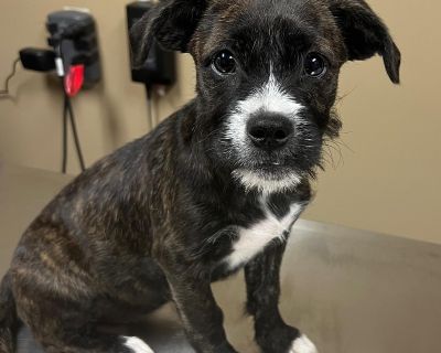 Penny is a 5 month old Little schnauzer : terrier mix She s been in a foster home for a long time! So even though she is young. She is smart and used to being alone she s crate trained. Good with other dogs, Kids And cats Fully Vetted and ready for her special family Located. In Mobile but can travel https://form.jotform.com/theprettypittiecommittee/pet-adoption-application-form. Out-of-town pe...