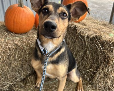 Meet Decker! ? Decker is a 6-month-old male pup who might be a German Pinscher mix and he s just as fun and lovable as he looks! This friendly, curious boy loves to explore the world around him and is always up for playtime. Whether it s chasing toys, romping around with dog friends, or cuddling up after a busy day, Decker is happiest when he s part of the action. He gets along wonderfully with...