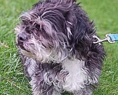 Molly - Schnauzer (Standard)/Shih Tzu Mix Female Dog for Adoption