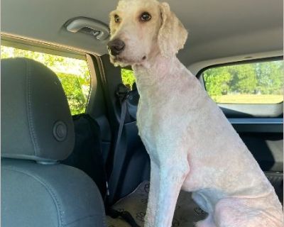 This dog was dumped on our road this morning. He willingly got into our car when I went to search for them, along with his brother. (See ID #25-09-07-00095)Very sweet boy but we have a full house so he's being turned over to Memphis Animal Shelter in the hopes that a rescue or individual will pull or adopt.