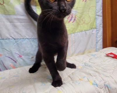 **EMORY** - Domestic Short Hair Female Cat for Adoption