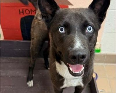 TRACE - Male Puppy Siberian Husky / German Shepherd for Adoption