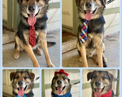 Pluto - Male Puppy German Shepherd / Siberian Husky for Adoption