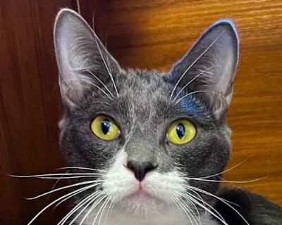 Valentino was appropriately named. His eyes say it all; they are soft, kind, and full of trust Valentino is the type of boy who forms a strong bond with people, the kind that feels extra special because you earned it. When he gets a bit of patience, he'll give you all the love he's been holding back; gentle nuzzles, cozy rubs, and a loyalty that shines through those beautiful eyes.. Spayed / Ne...