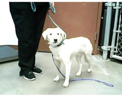 MISTY - Golden Retriever Male Dog for Adoption