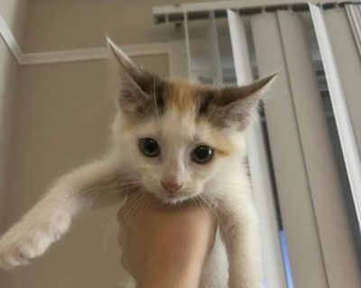 Maple - Domestic Shorthair Female Cat for Adoption