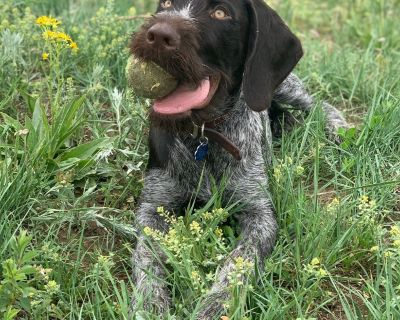 Gus (Charleston - German Wirehaired Pointer Male Dog for Adoption